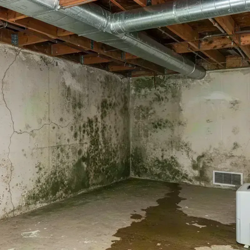 Professional Mold Removal in Columbia, KY